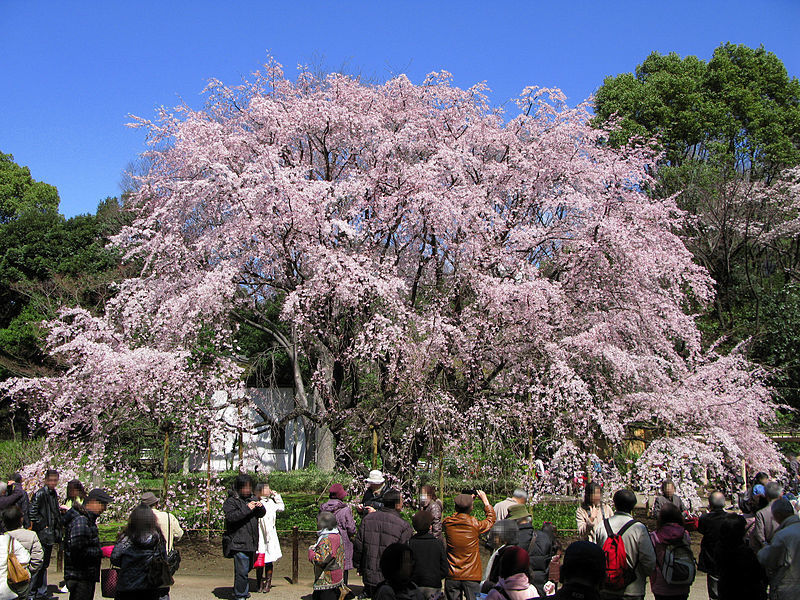 桜.jpg